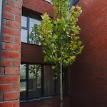 Apartment Cometei 2 *